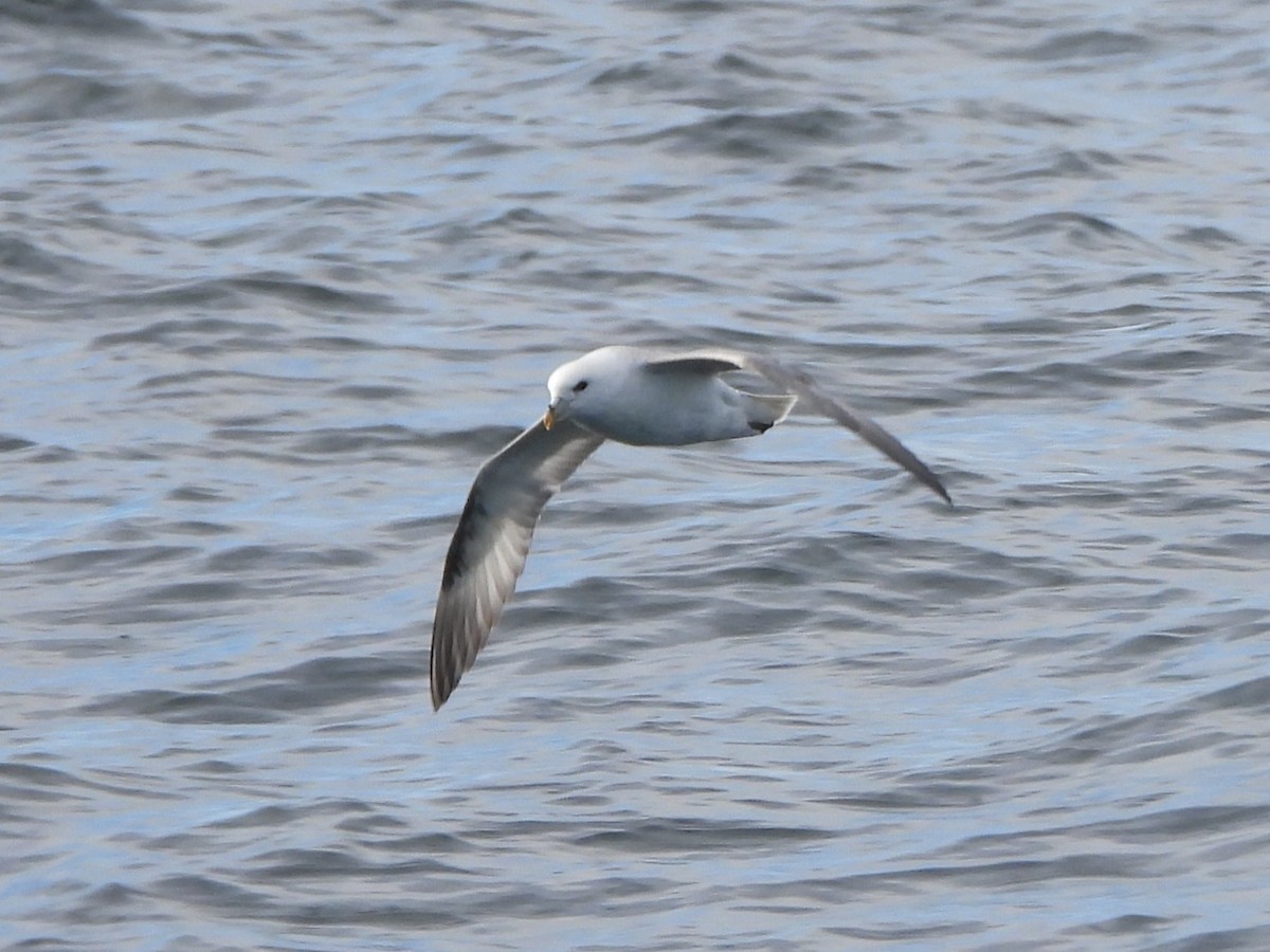 暴風鸌 - ML646630989