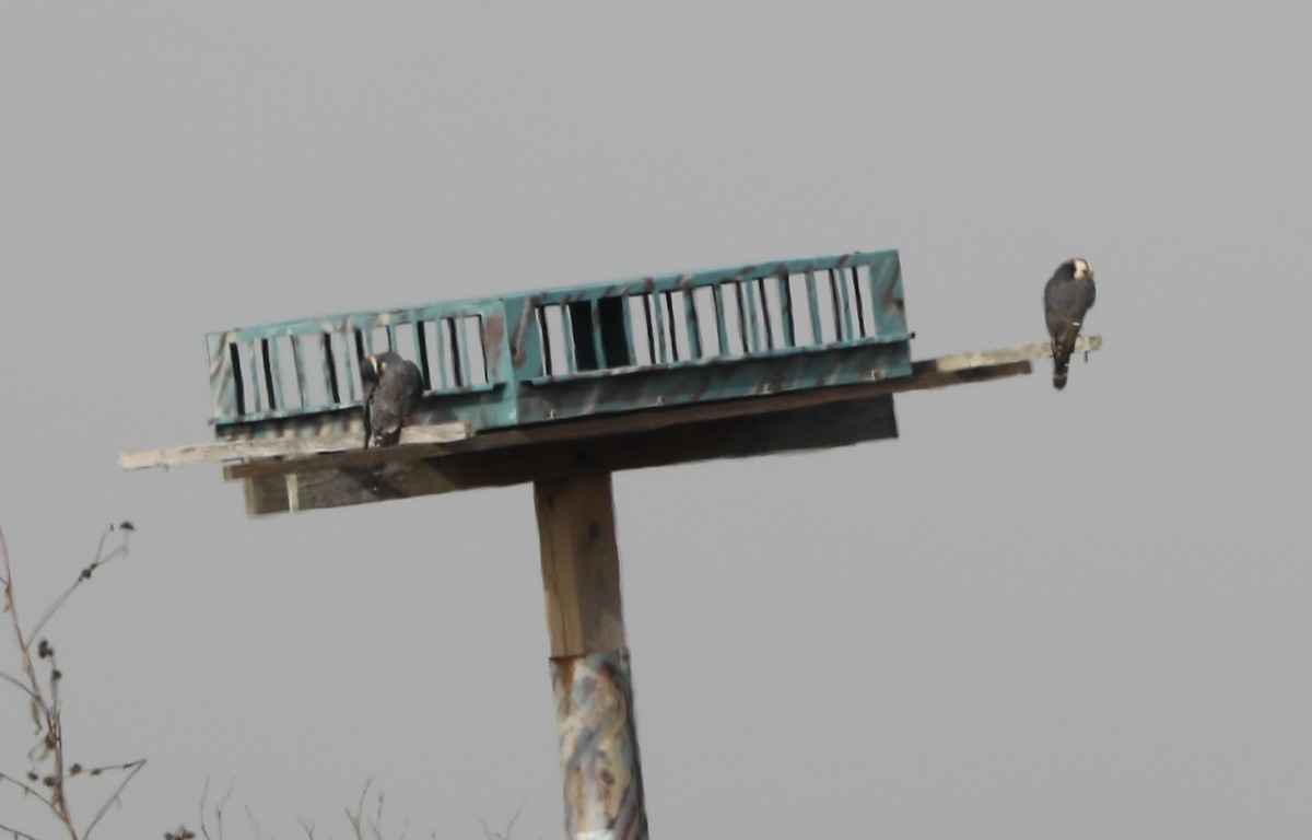 Aplomado Falcon - ML646630992