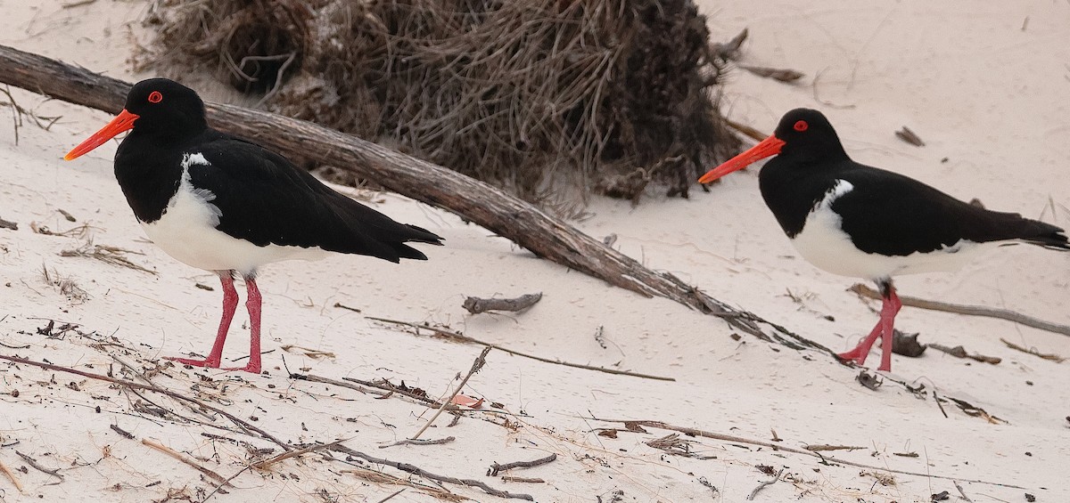 Avustralya Poyrazkuşu - ML646630993