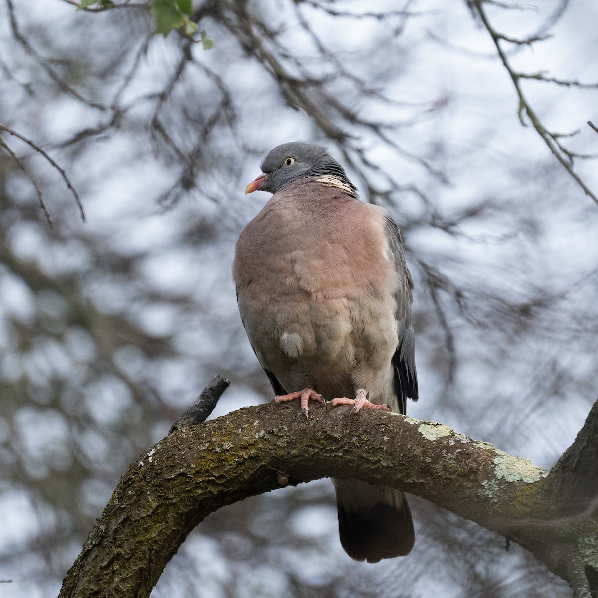 Common Wood-Pigeon - ML646630994