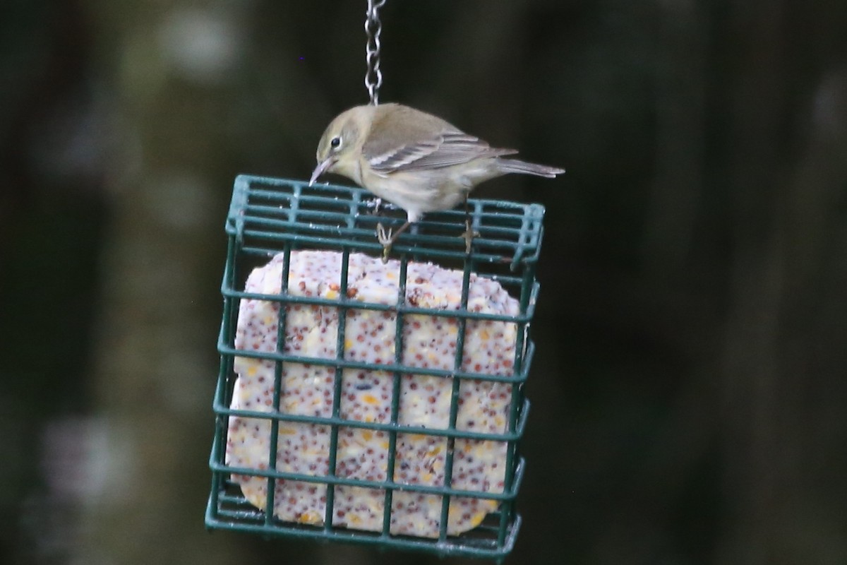 סבכון אורנים - ML646630996