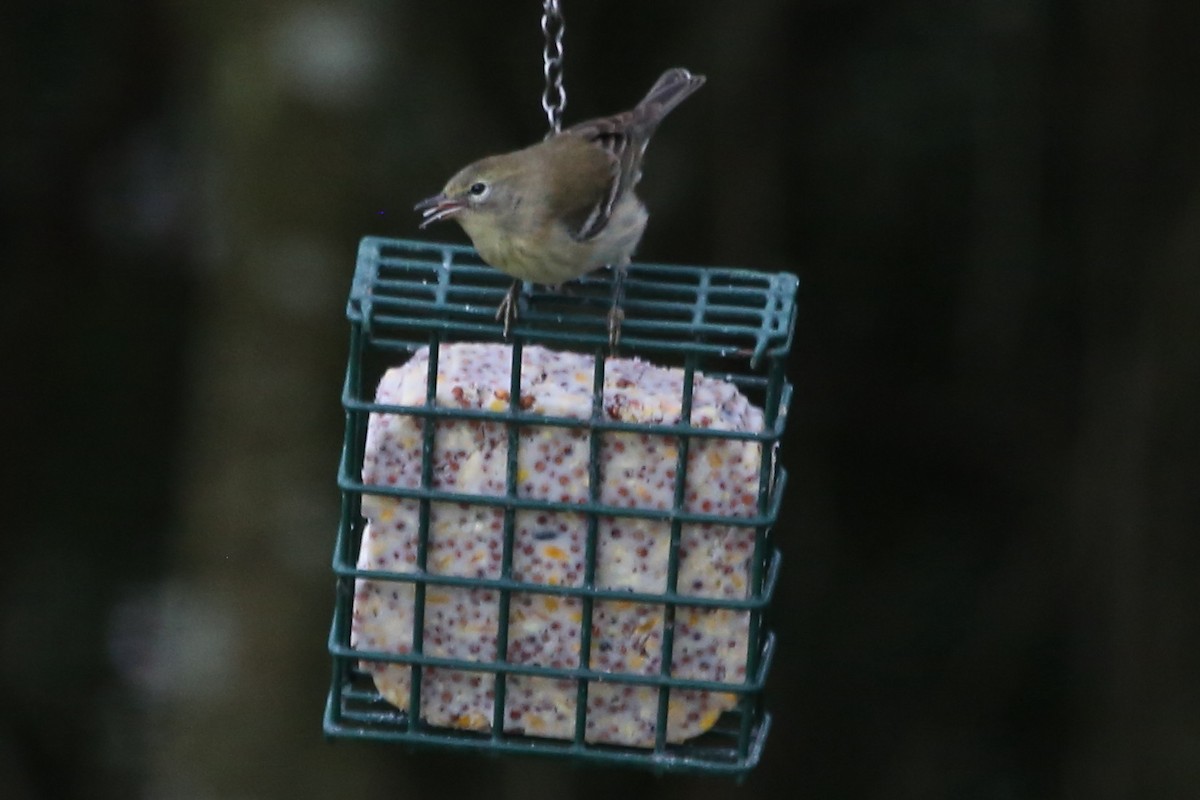 סבכון אורנים - ML646630997
