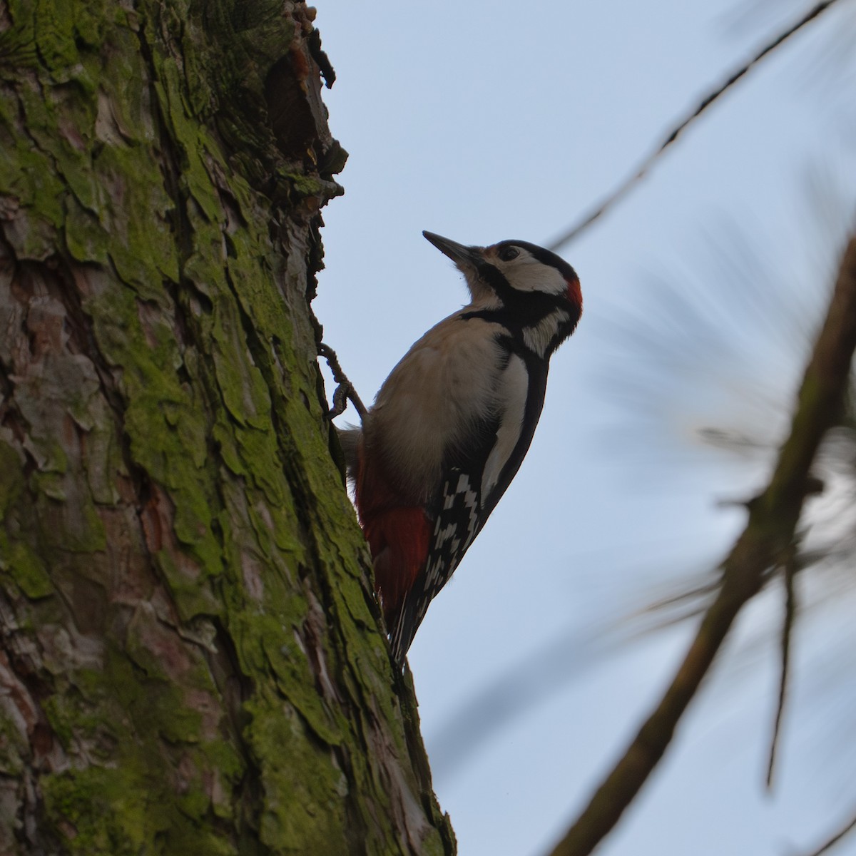 Great Spotted Woodpecker - ML646630998