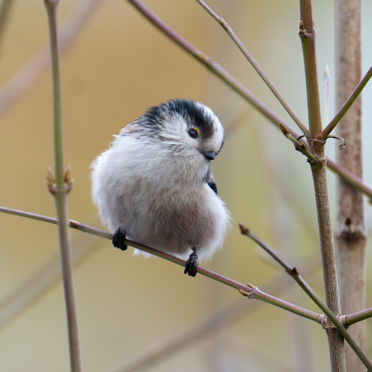 Long-tailed Tit - ML646631001