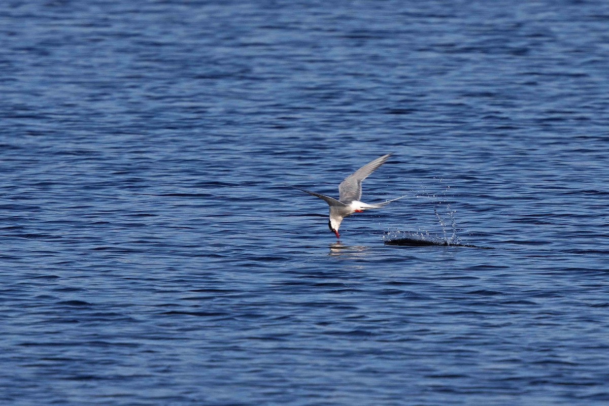 Arctic Tern - ML646631006