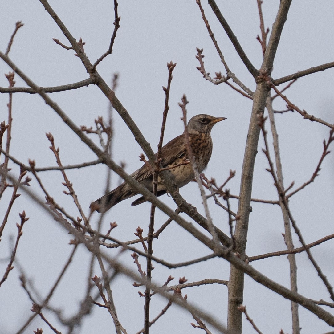 Fieldfare - ML646631007