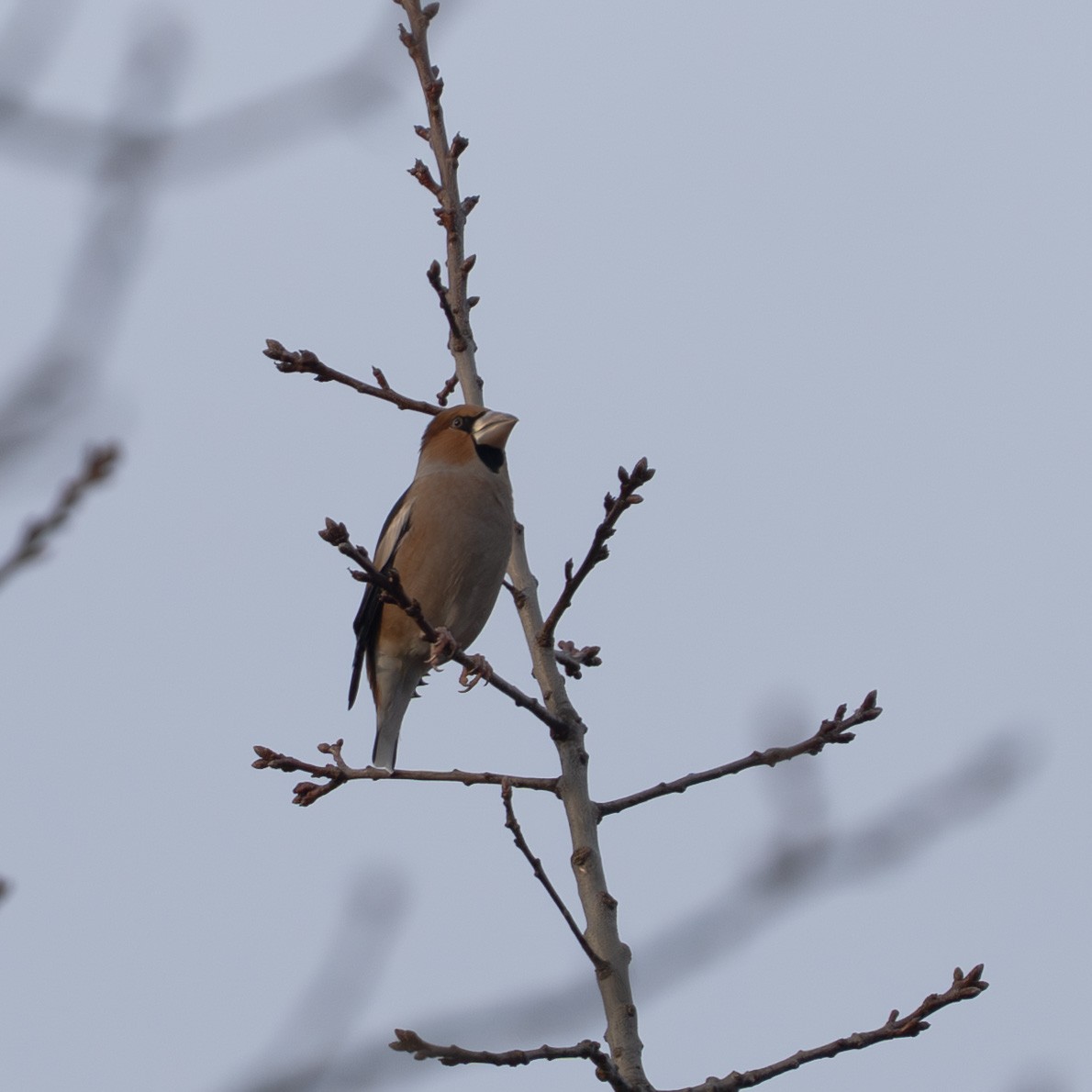 Hawfinch - ML646631008