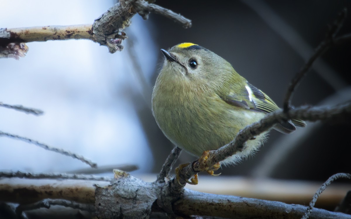 Goldcrest - ML646631009