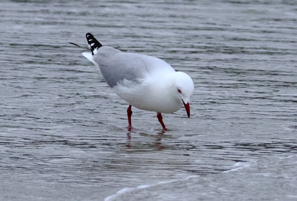 Avustralya Martısı (novaehollandiae/forsteri) - ML646631010