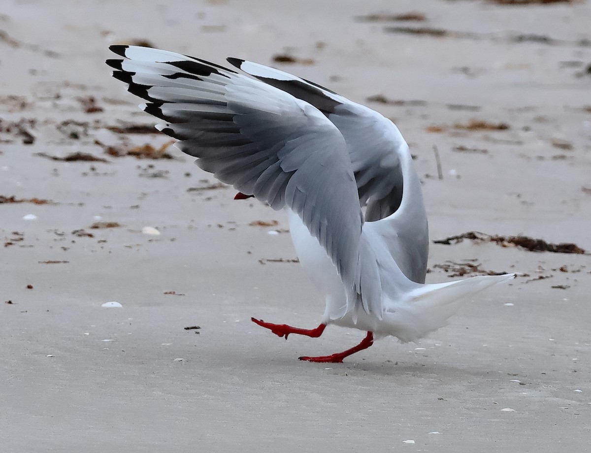 Avustralya Martısı (novaehollandiae/forsteri) - ML646631011