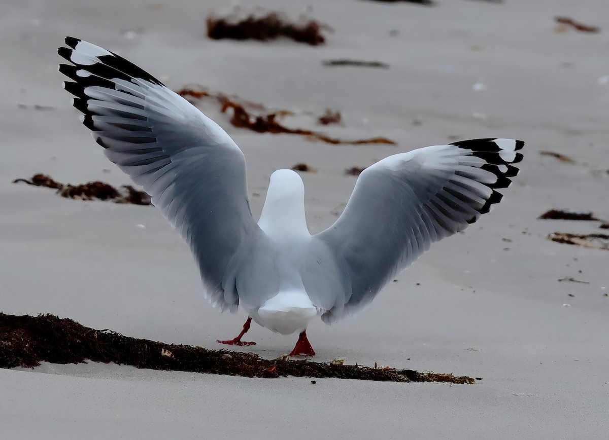 Avustralya Martısı (novaehollandiae/forsteri) - ML646631012