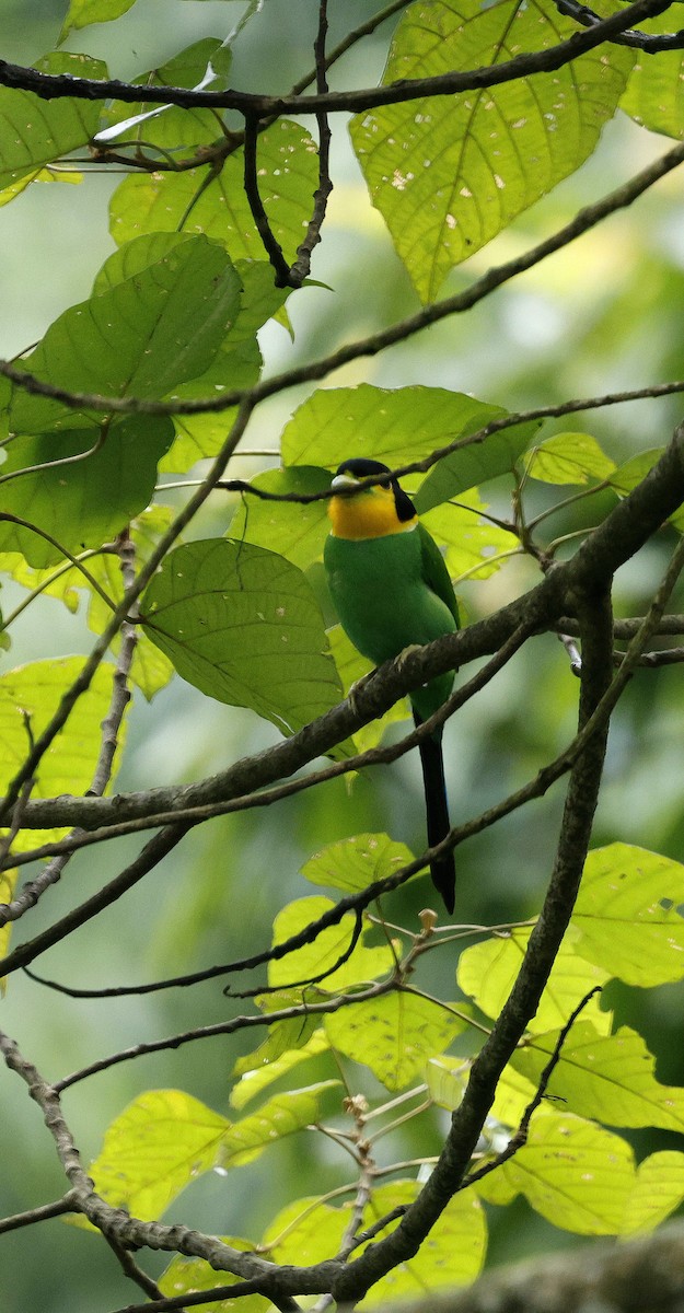 Long-tailed Broadbill - ML646631016