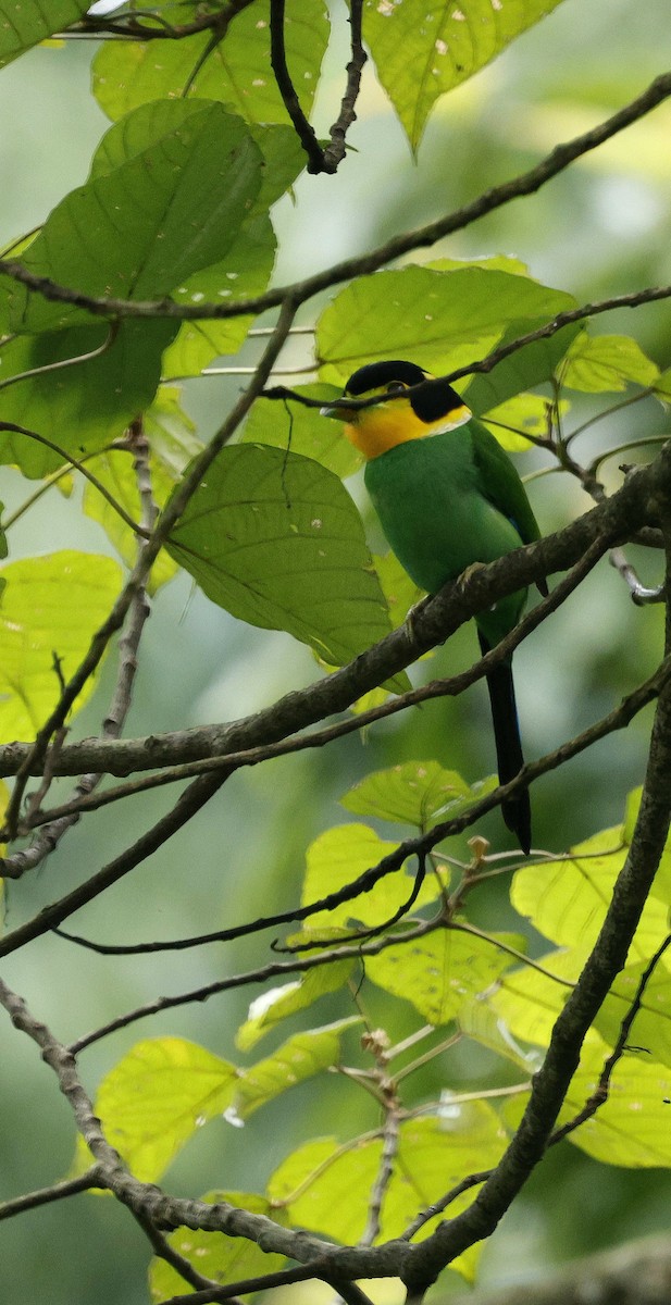 Long-tailed Broadbill - ML646631017
