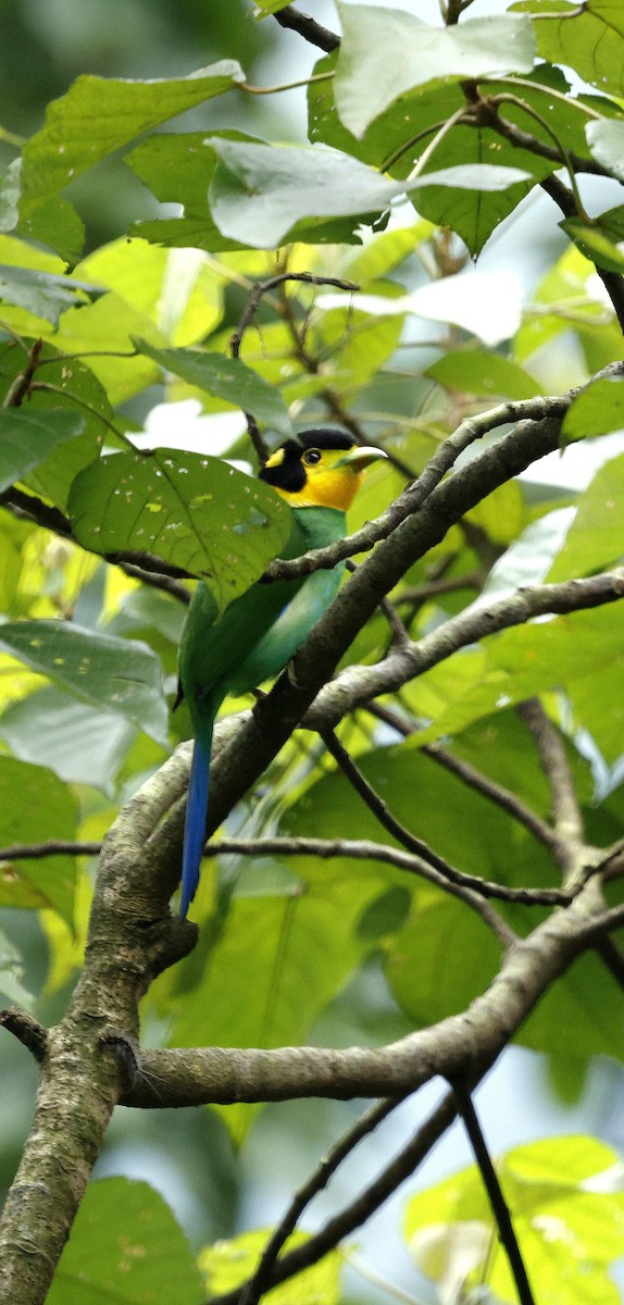 Long-tailed Broadbill - ML646631018