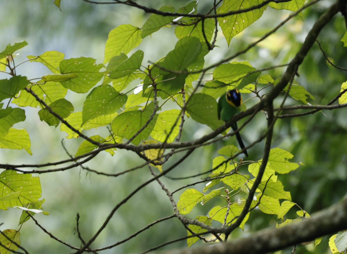 Long-tailed Broadbill - ML646631019
