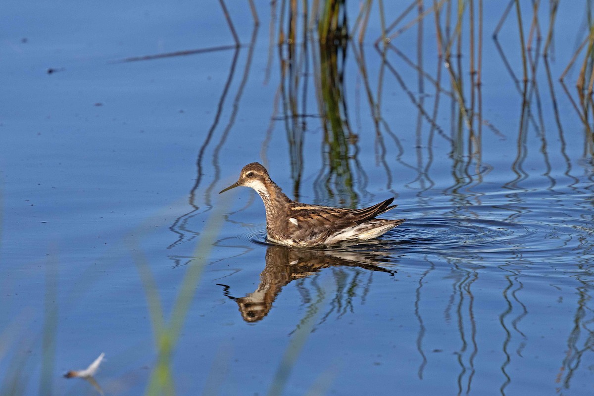 Red-necked Phalarope - ML646631026