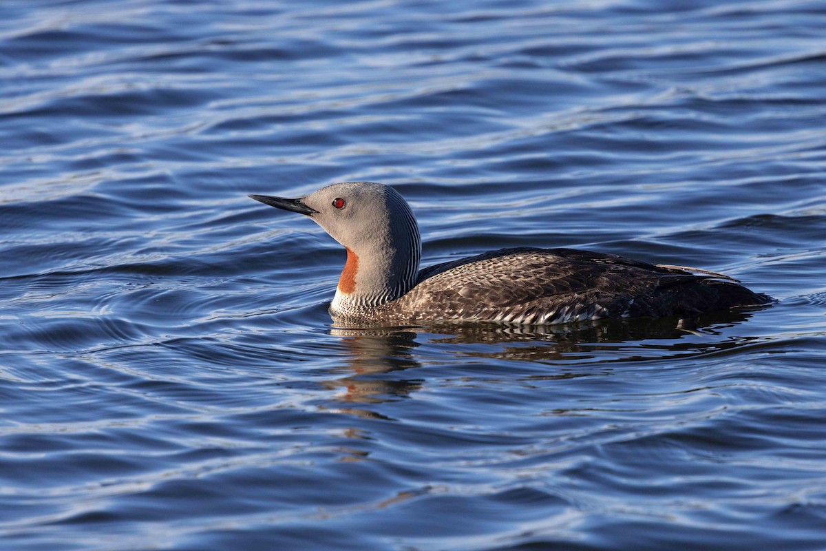 Red-throated Loon - ML646631027