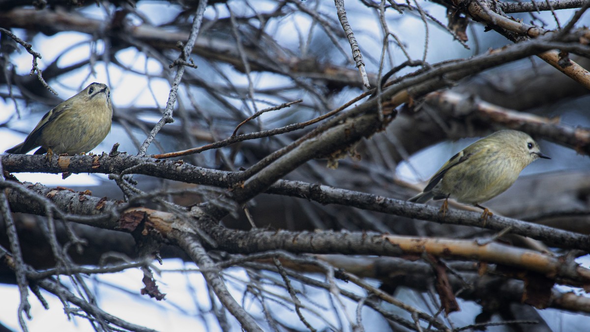 キクイタダキ - ML646631030