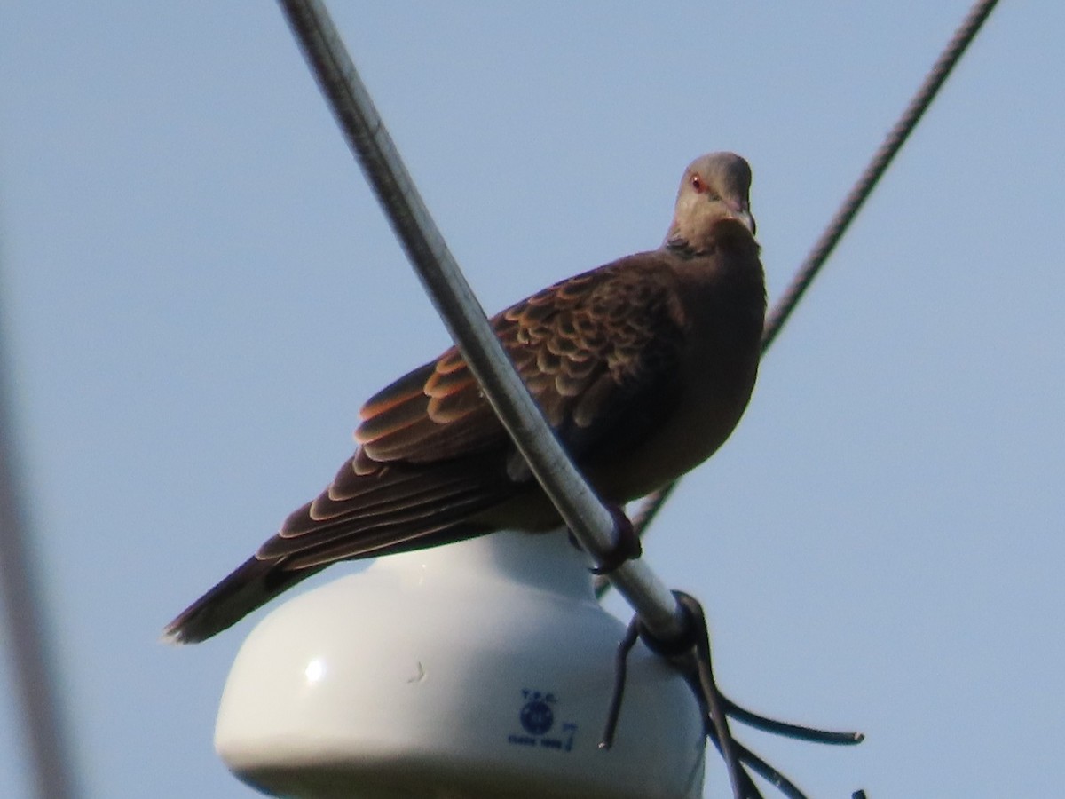 Oriental Turtle-Dove - ML646631033