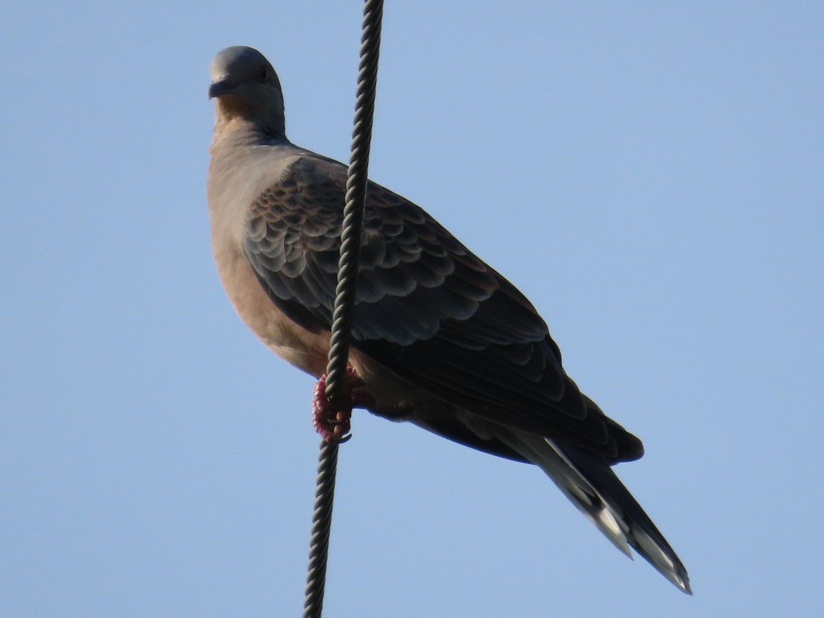 Oriental Turtle-Dove - ML646631034