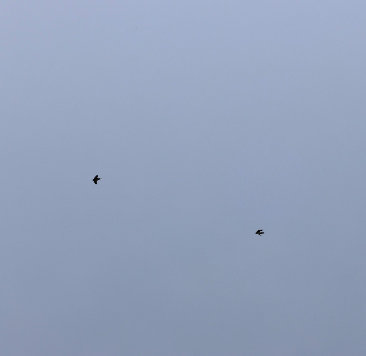 Barn Swallow (White-bellied) - ML646631037