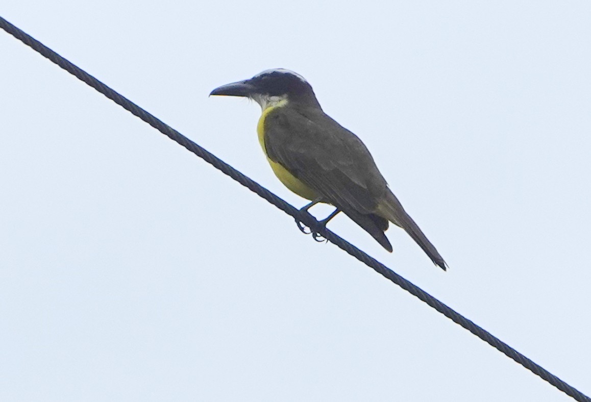 Пітанга-великодзьоб - ML646631049