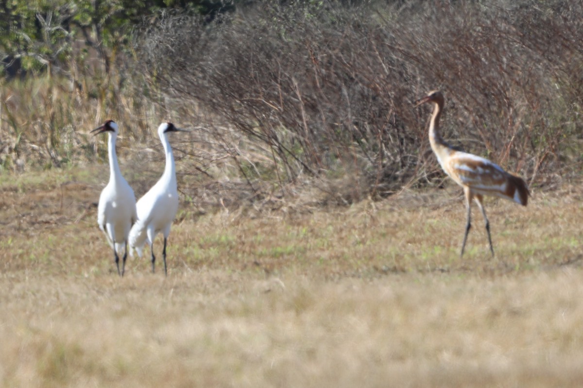 Whooping Crane - ML646631051