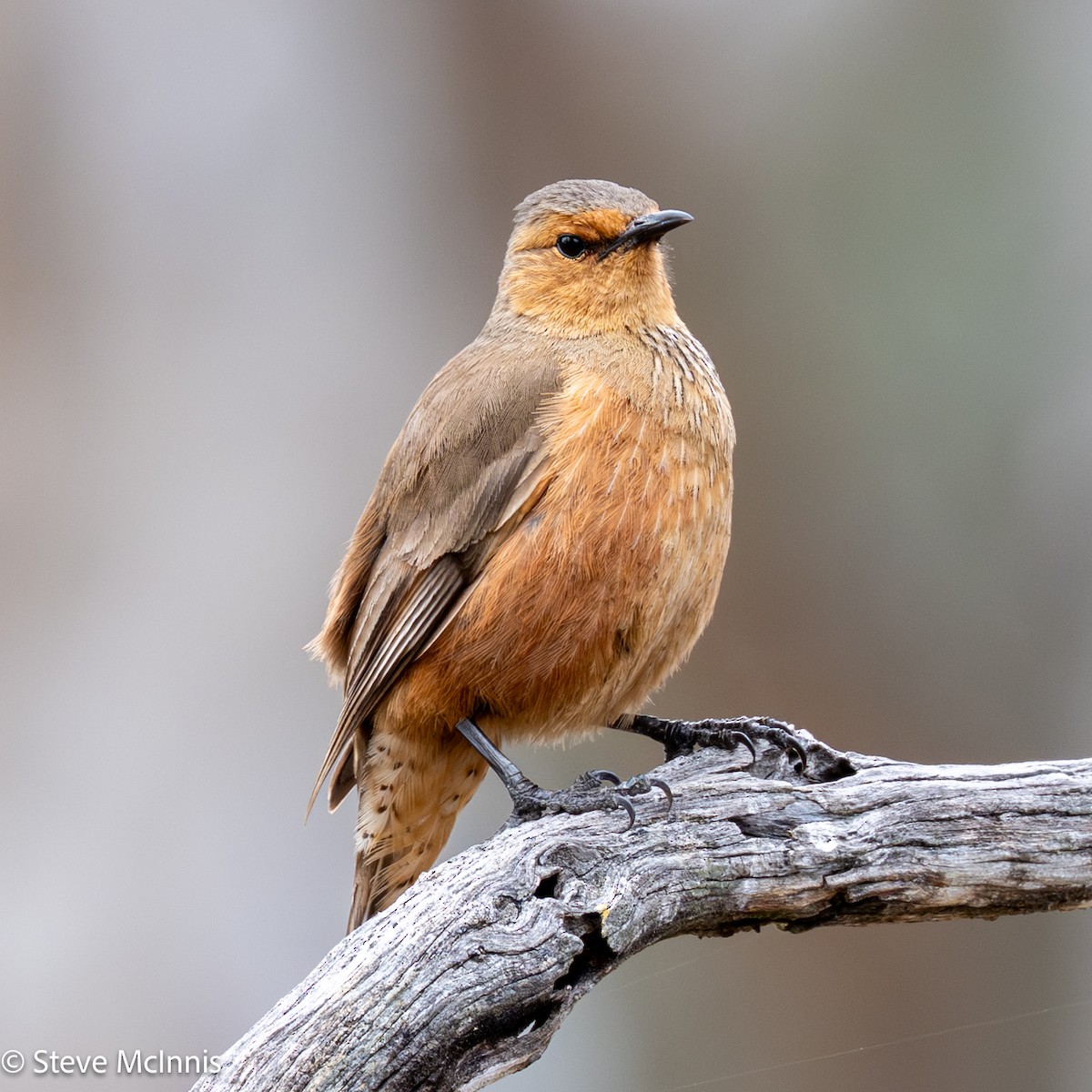 チャバラキノボリ - ML646631056