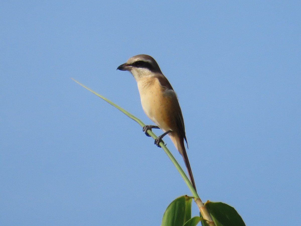 アカモズ - ML646631059