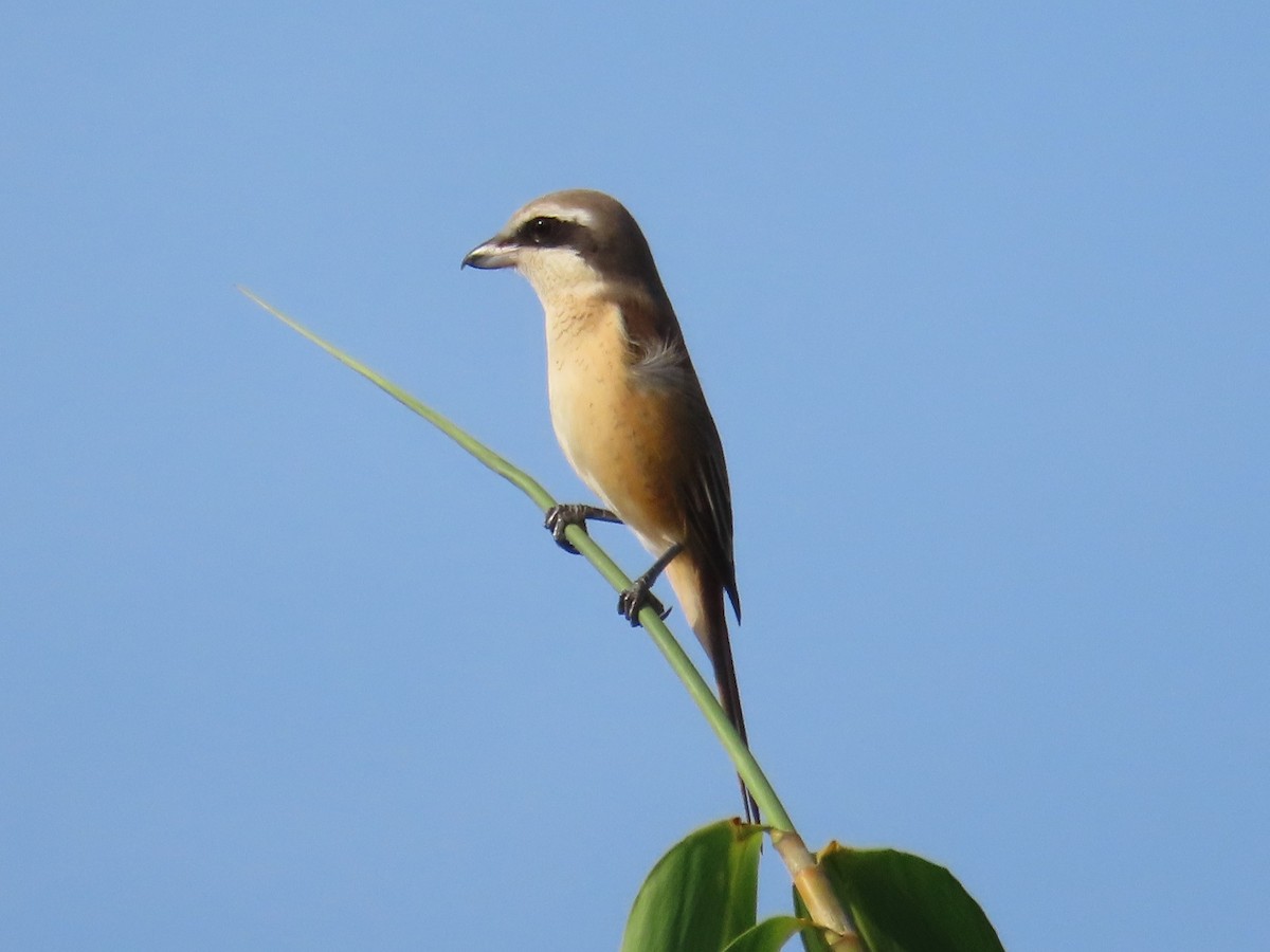 アカモズ - ML646631060