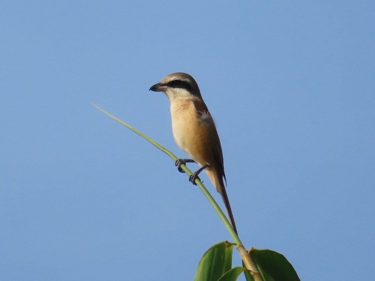 アカモズ - ML646631061