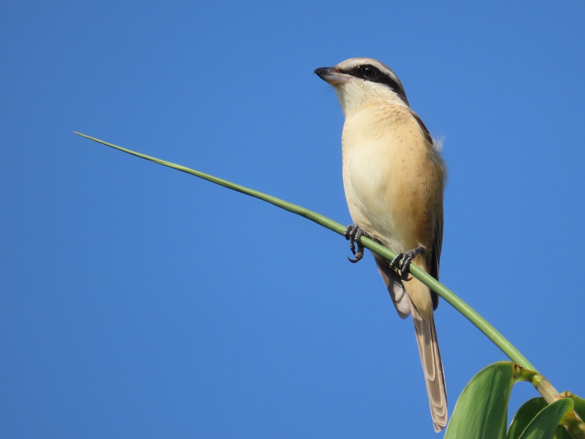 アカモズ - ML646631062