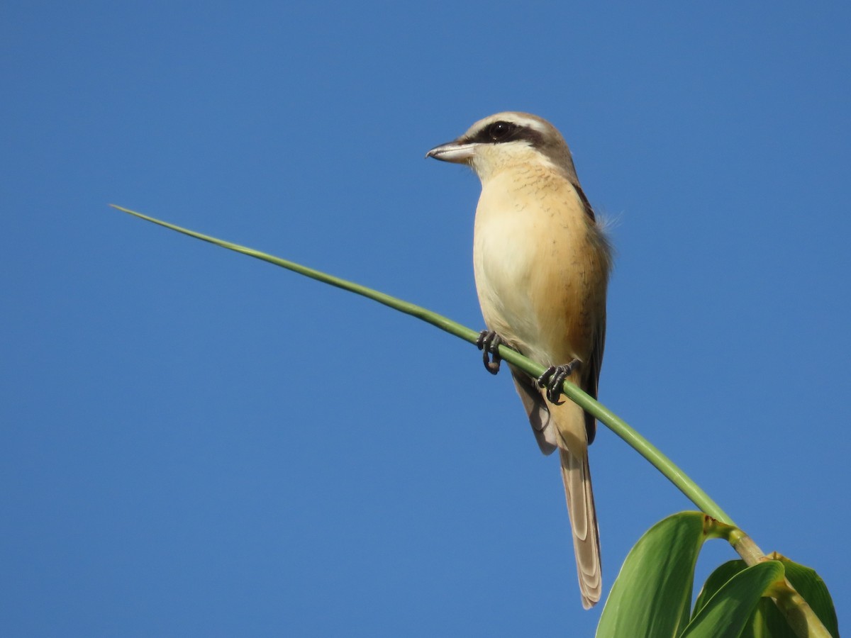 アカモズ - ML646631063