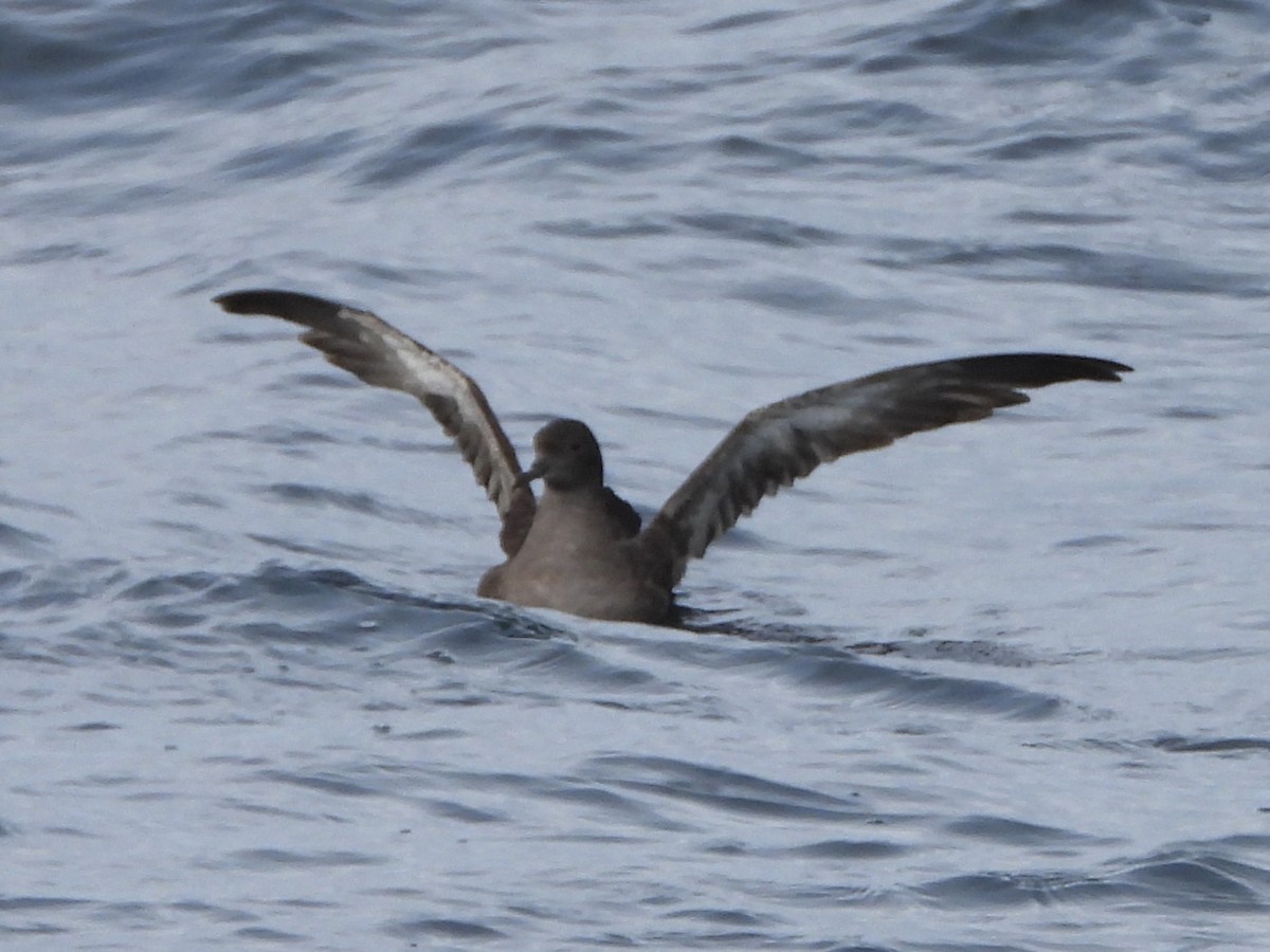 ハイイロミズナギドリ - ML646631064