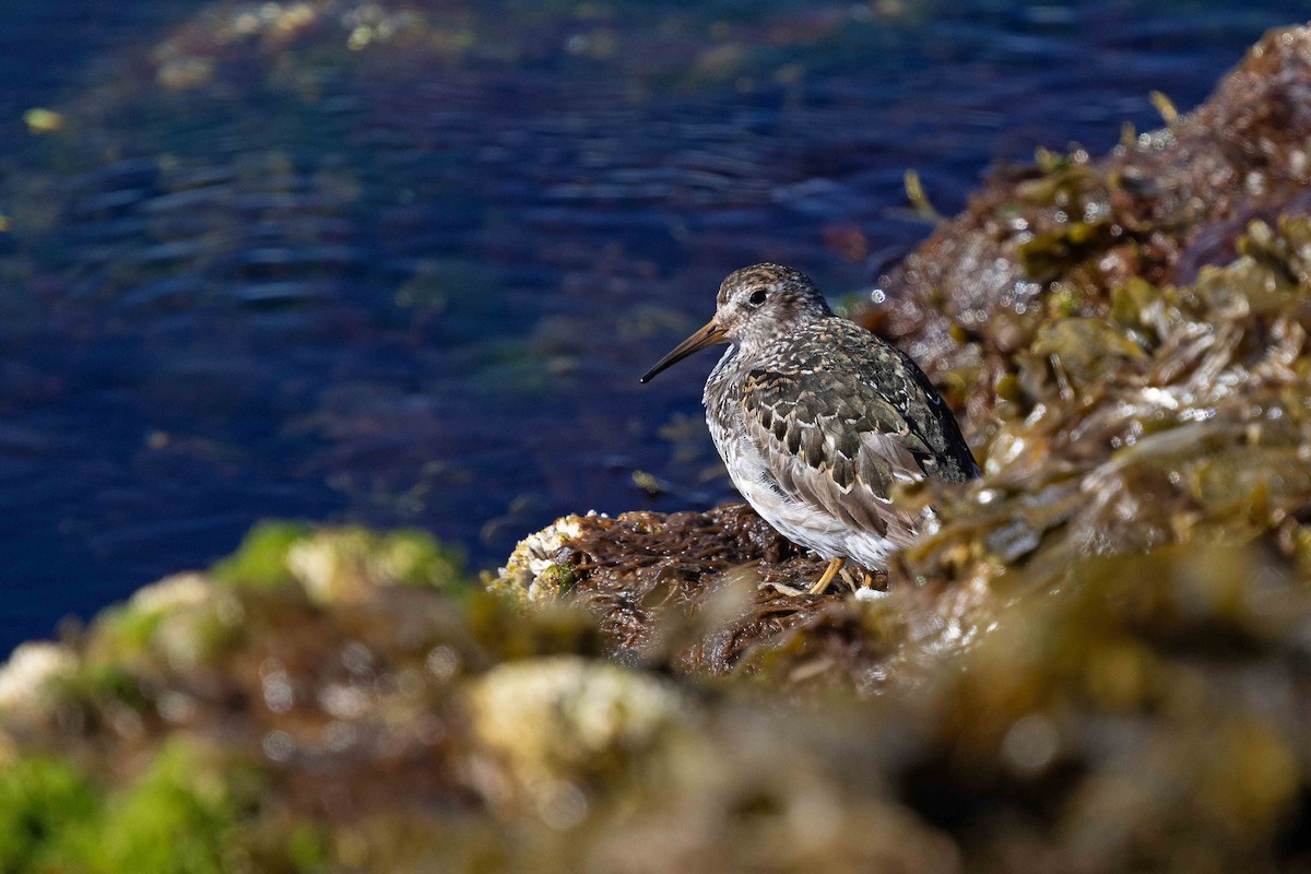 Purple Sandpiper - ML646631065