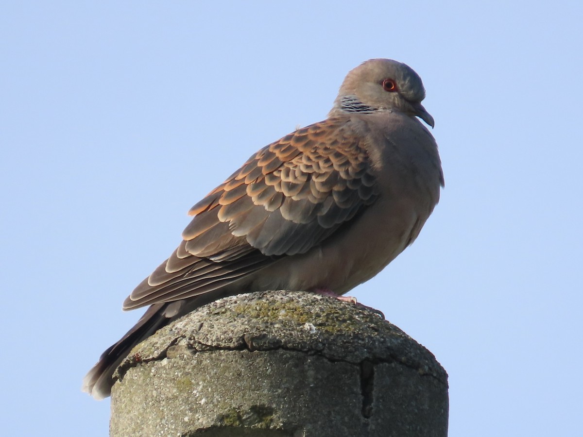 キジバト - ML646631067