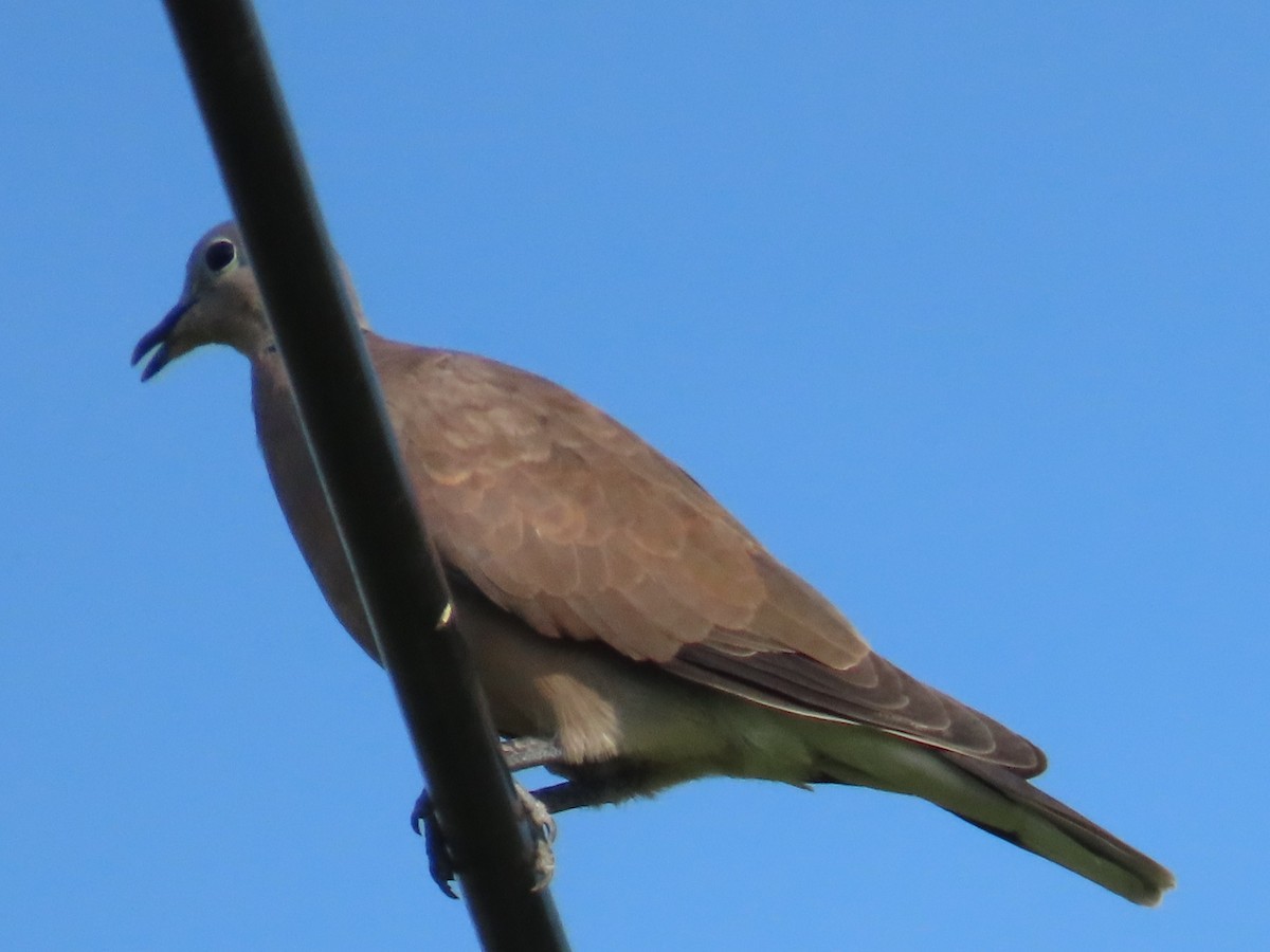 ベニバト - ML646631068