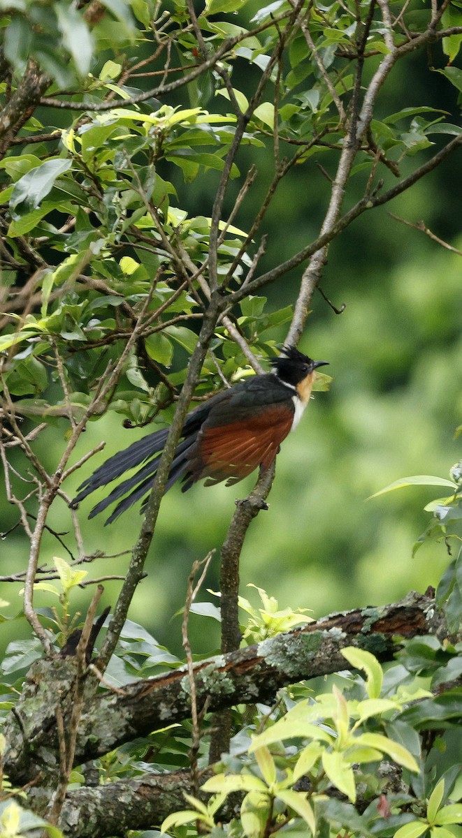 Chestnut-winged Cuckoo - ML646631069