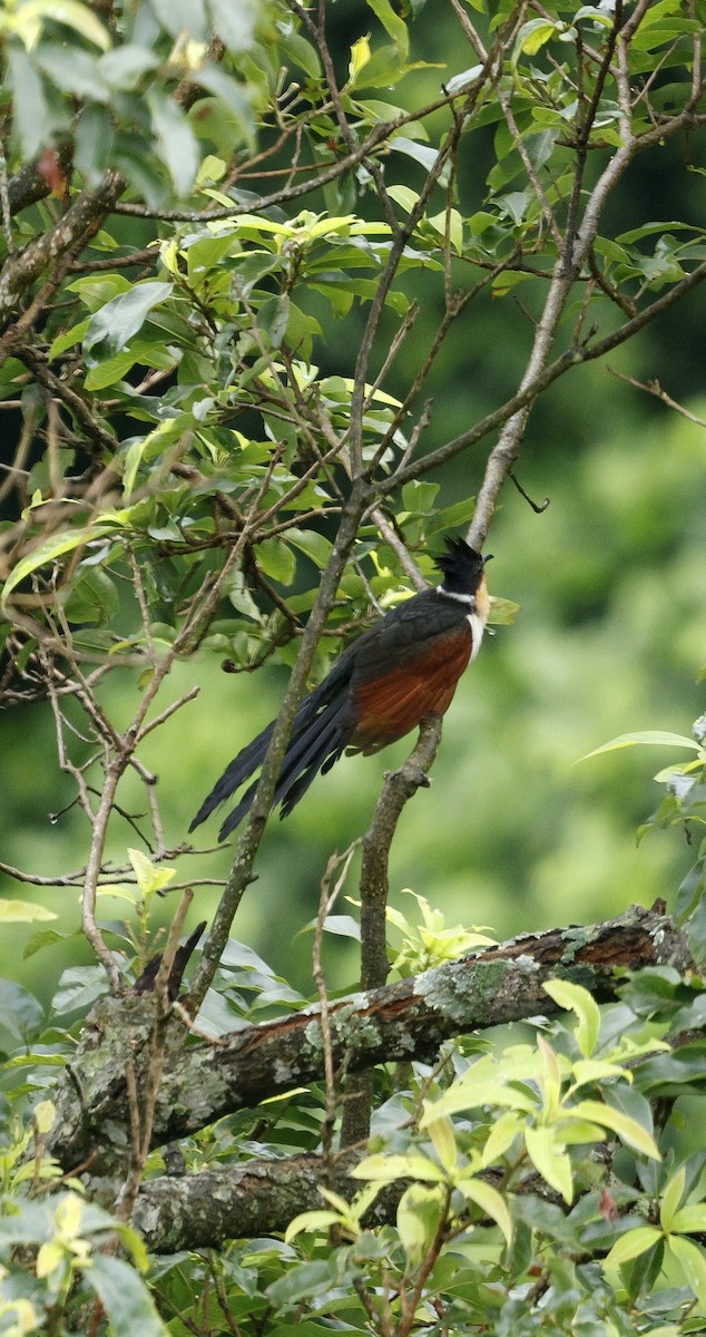 Chestnut-winged Cuckoo - ML646631072