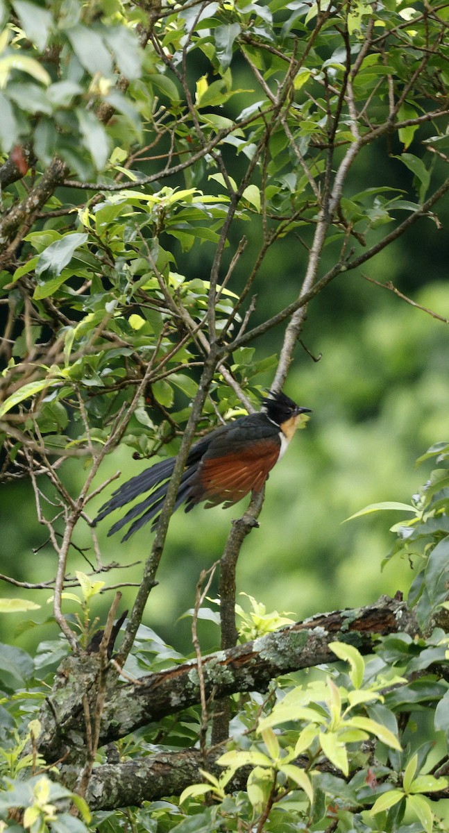 Chestnut-winged Cuckoo - ML646631073
