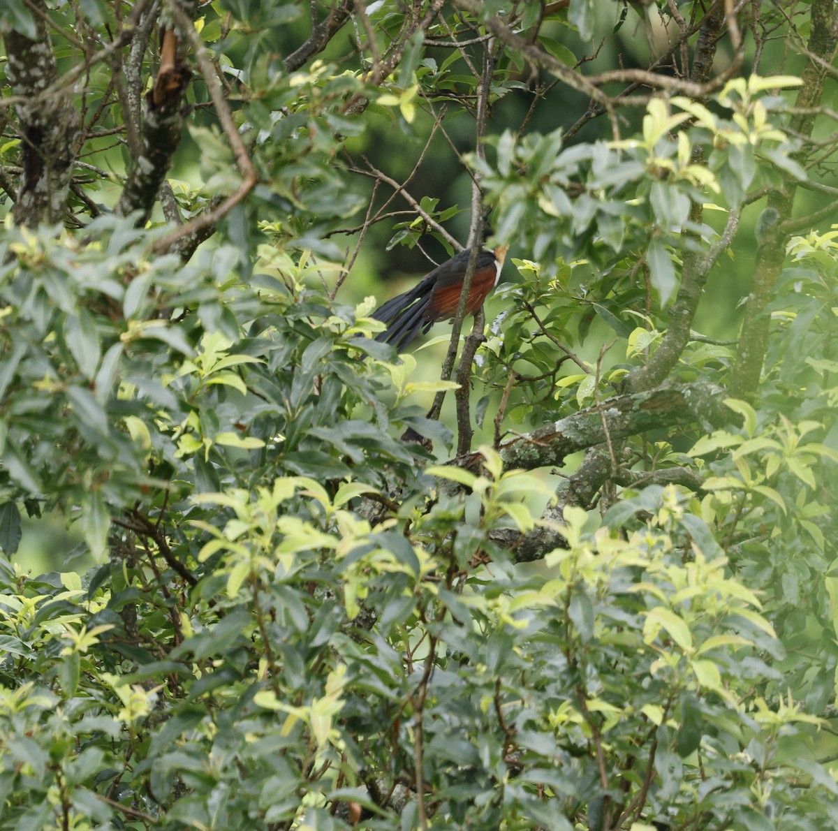 Chestnut-winged Cuckoo - ML646631075