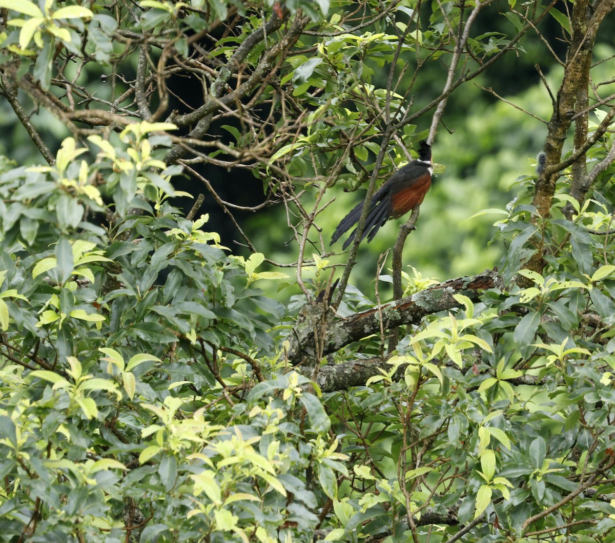 Chestnut-winged Cuckoo - ML646631076