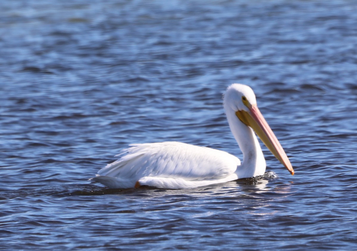 アメリカシロペリカン - ML646631081