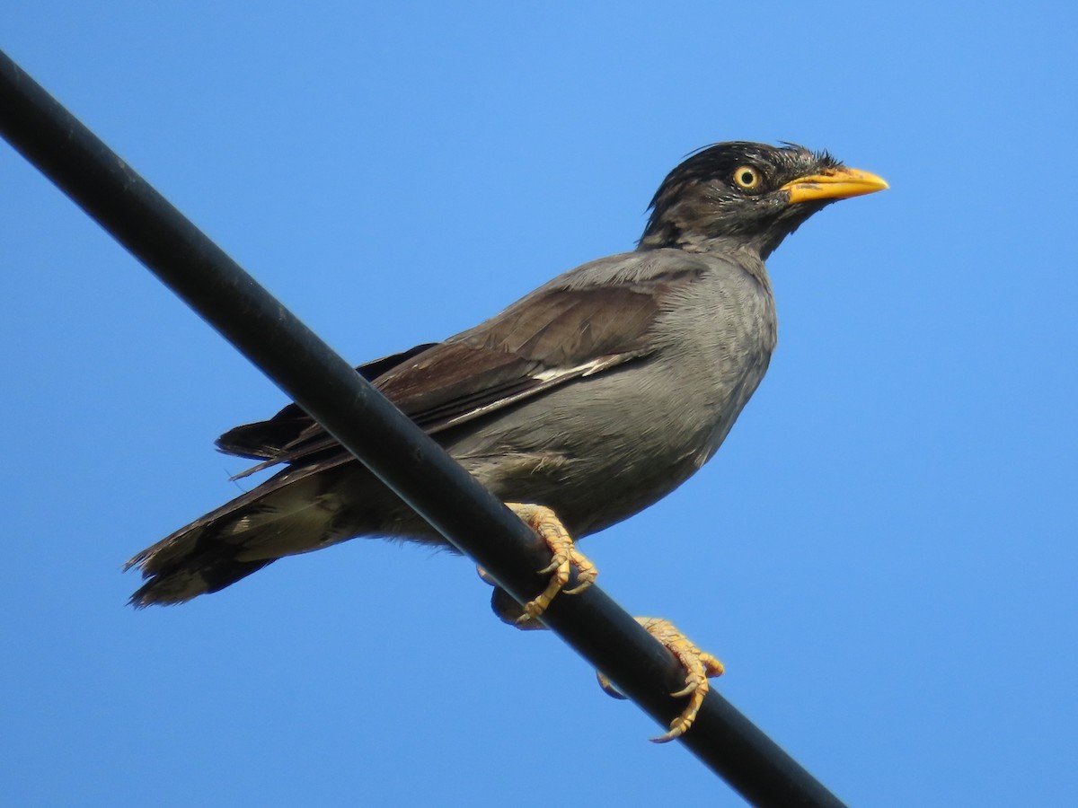 ジャワハッカ - ML646631082