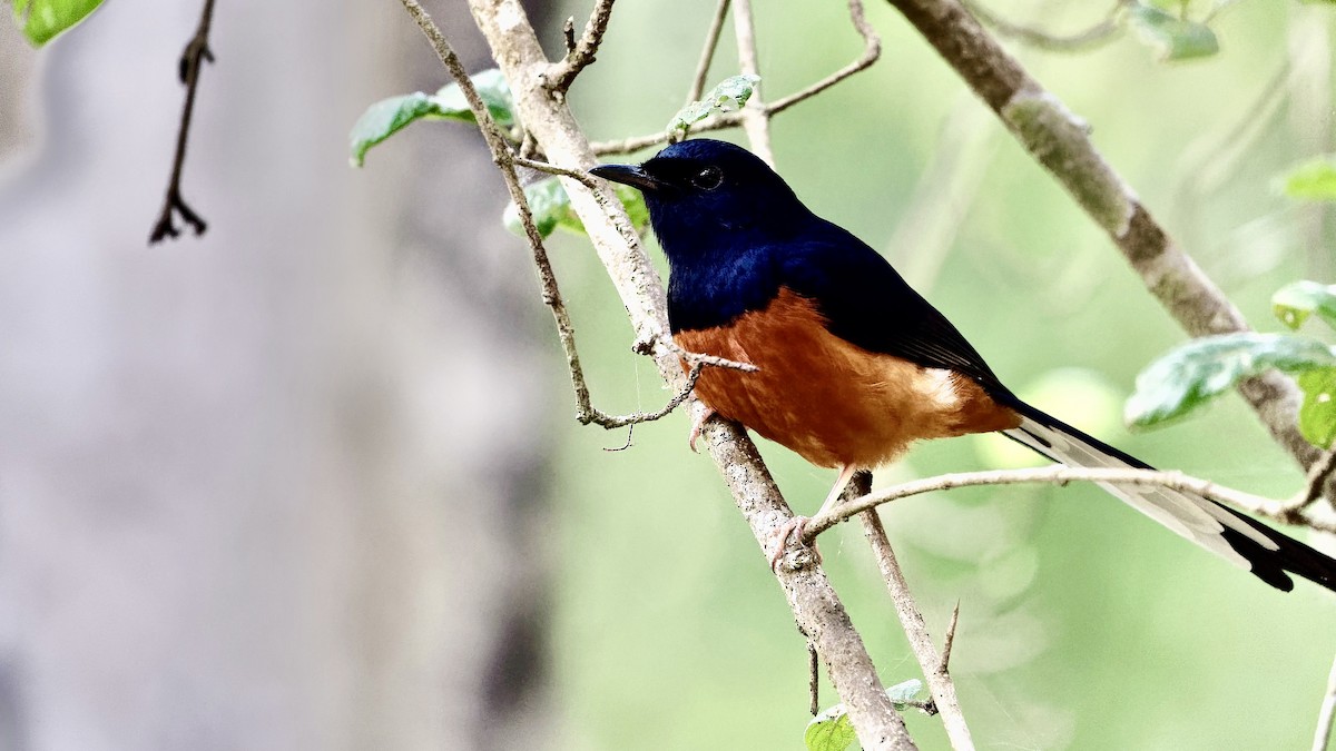 アカハラシキチョウ - ML646631083