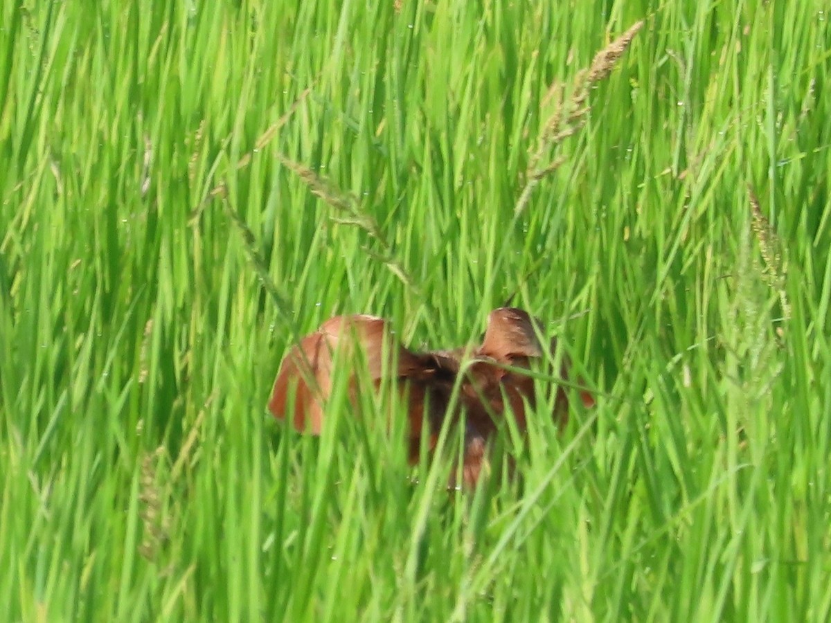 リュウキュウヨシゴイ - ML646631084