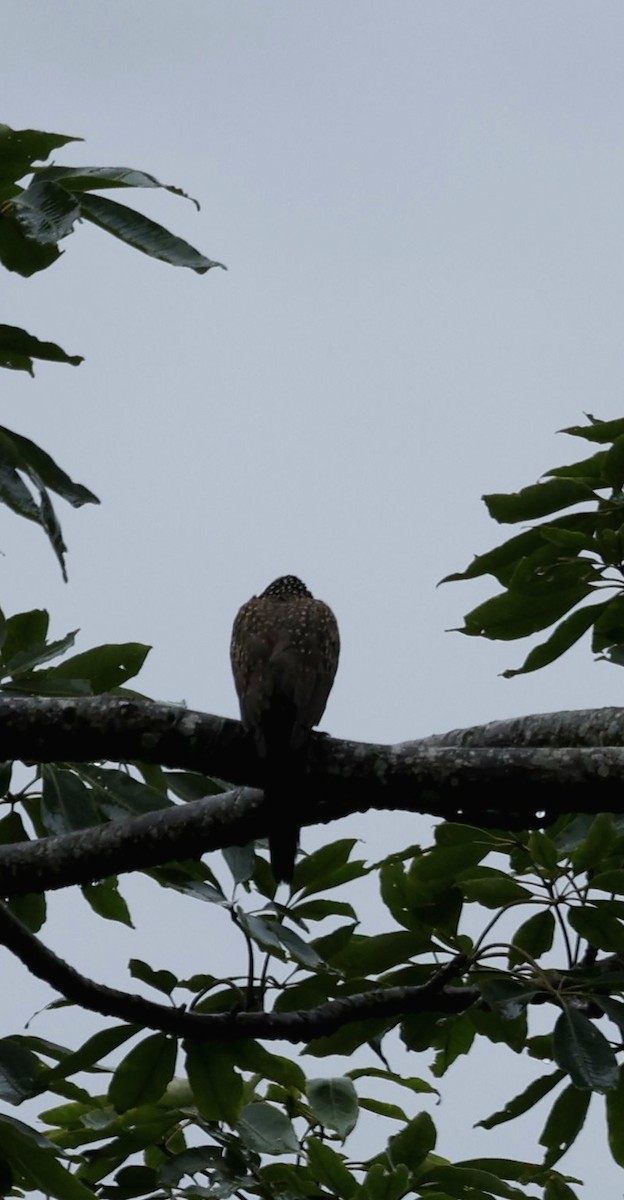 Crested Serpent-Eagle - ML646631085