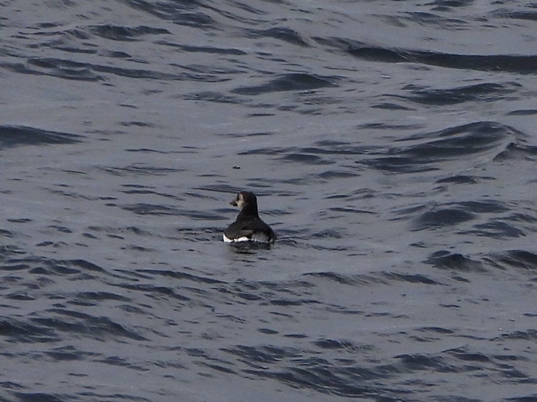 ニシツノメドリ - ML646631087