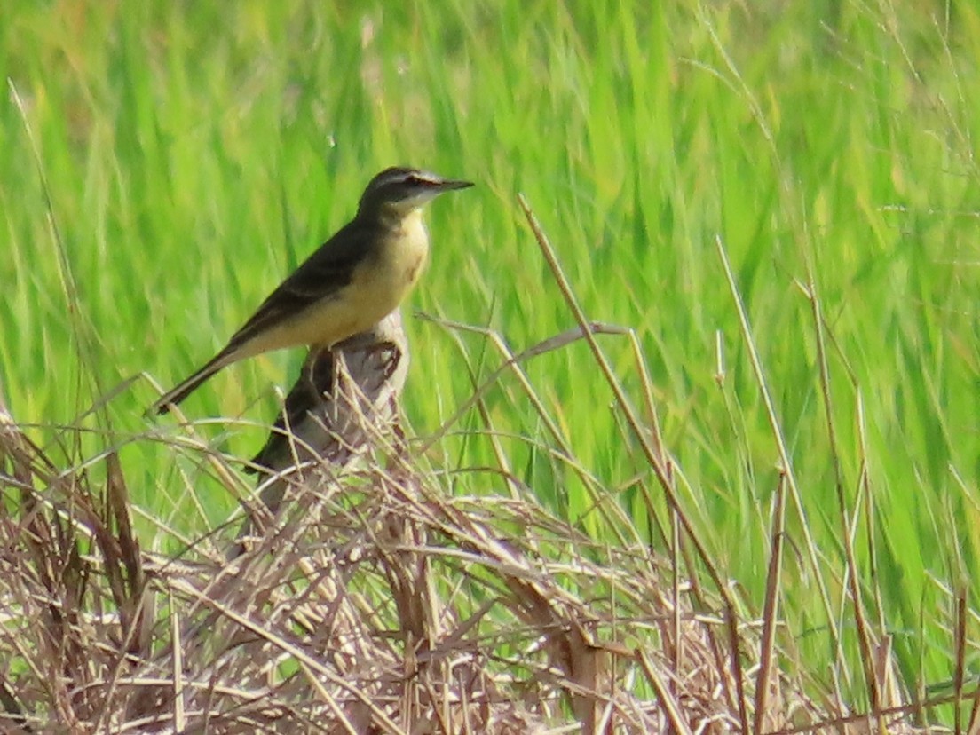 ツメナガセキレイ - ML646631088