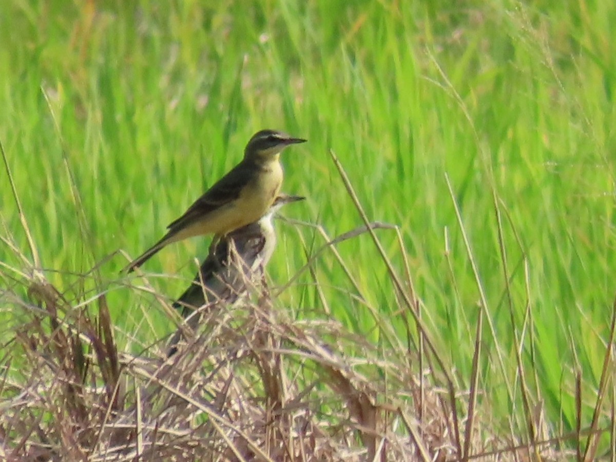 ツメナガセキレイ - ML646631089